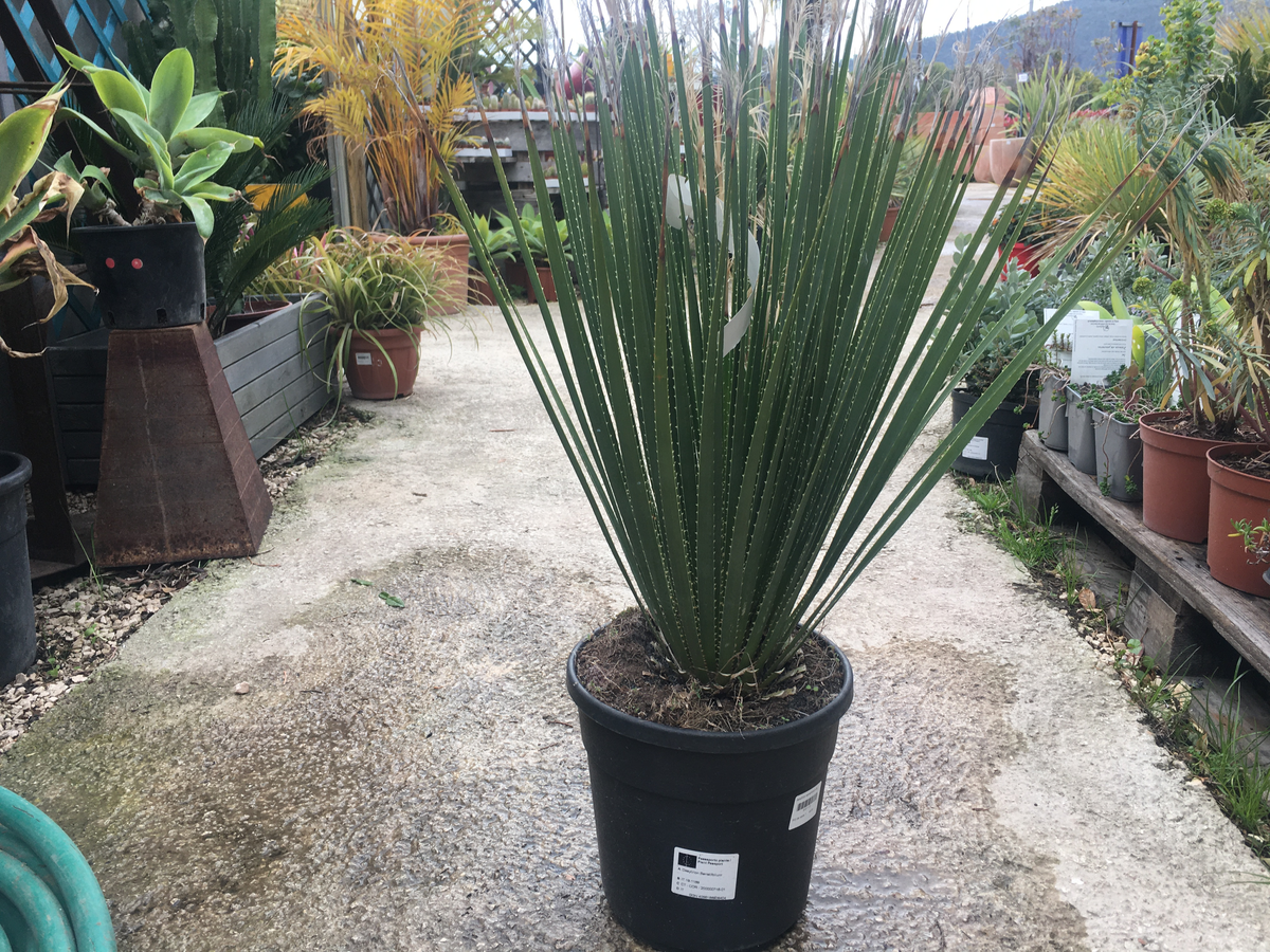 Dasylirion serratifolium Pot de 9 litres